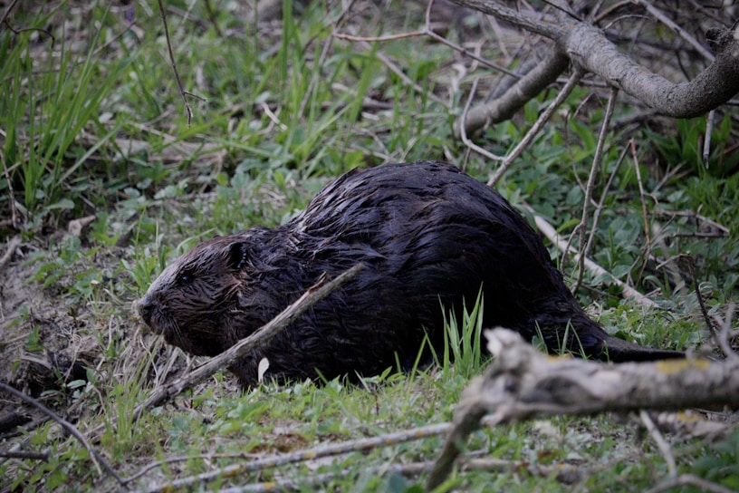 A beaver with wet fur is seen resting among green grass and branches. The animal is surrounded by a natural habitat with scattered twigs and leaves.