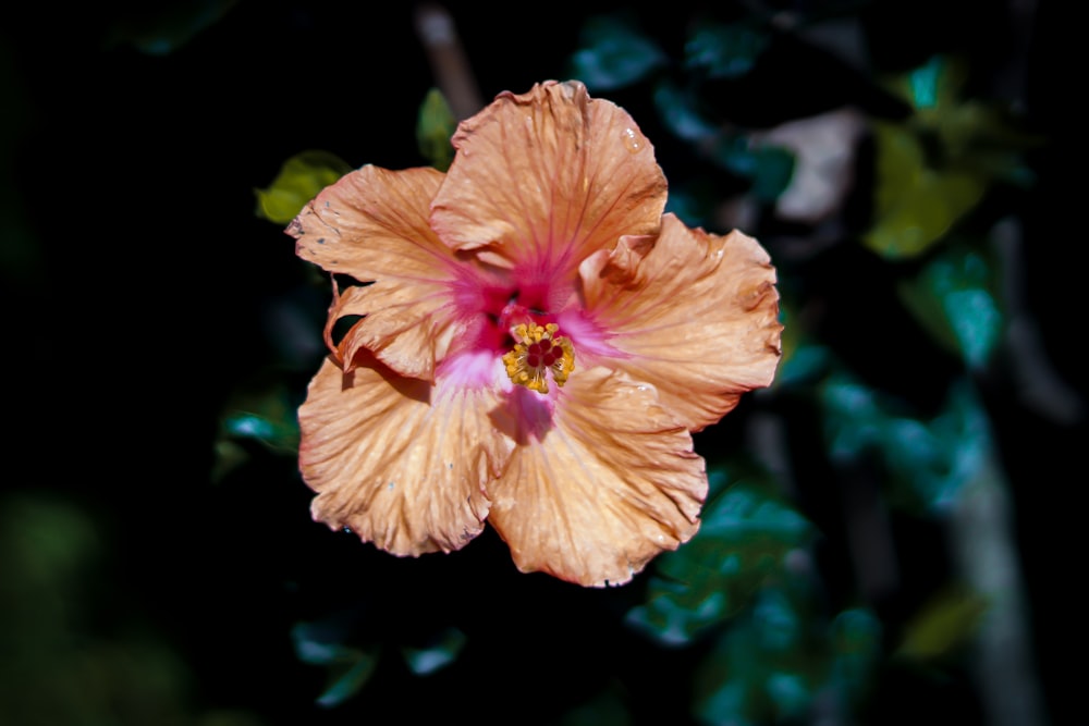 a large orange flower with a pink center