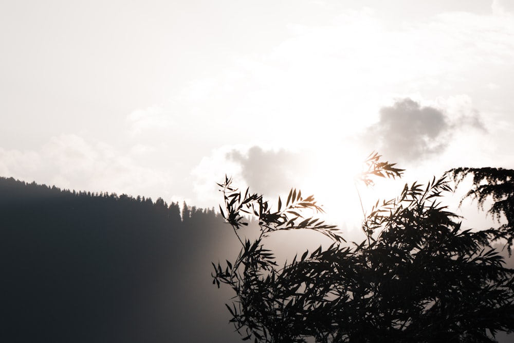 the sun shines through the clouds above a tree