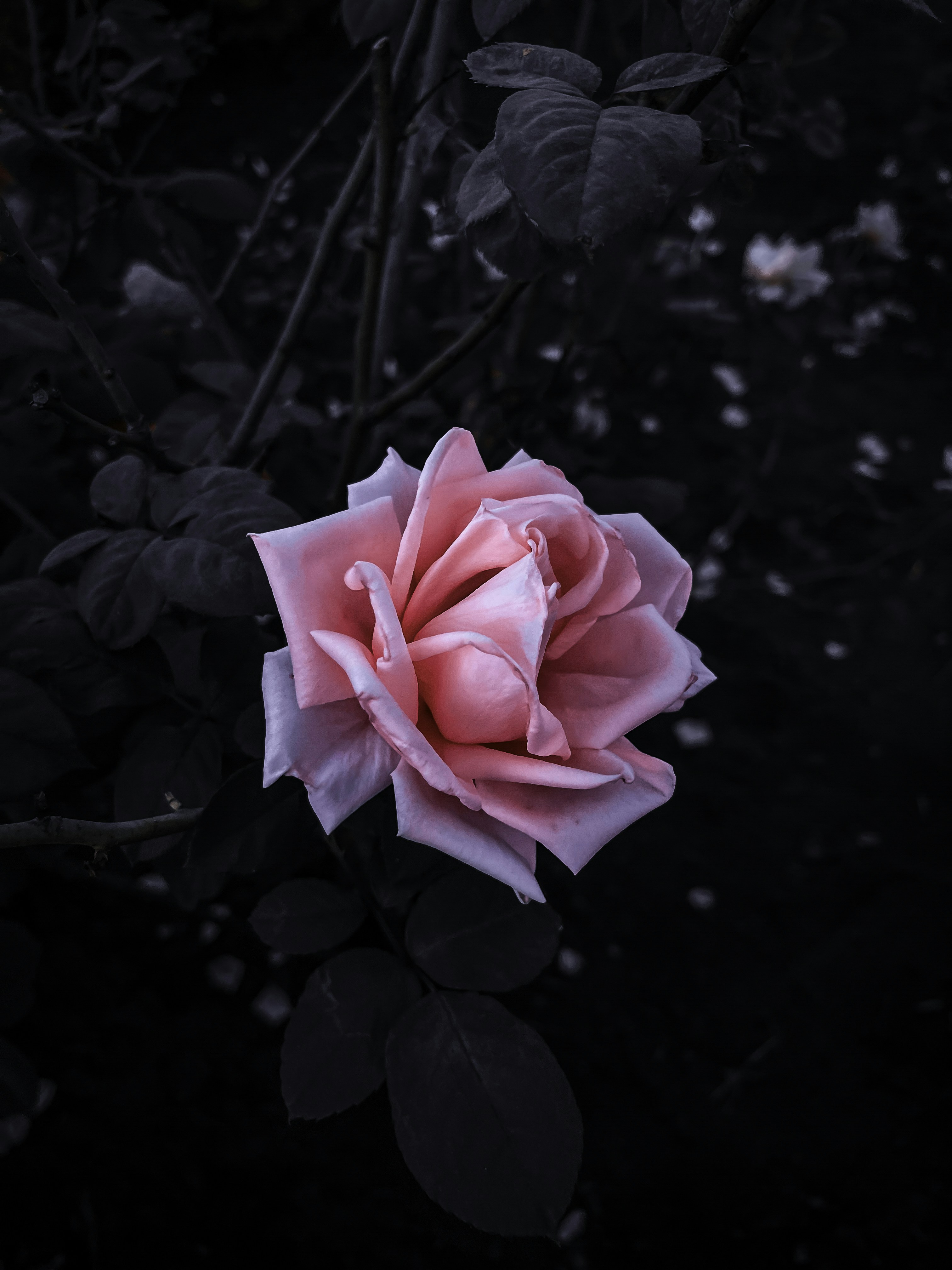 Photo by rounakgupta23