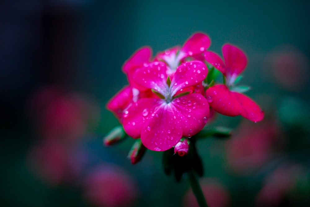 a pink flower with water droplets on it