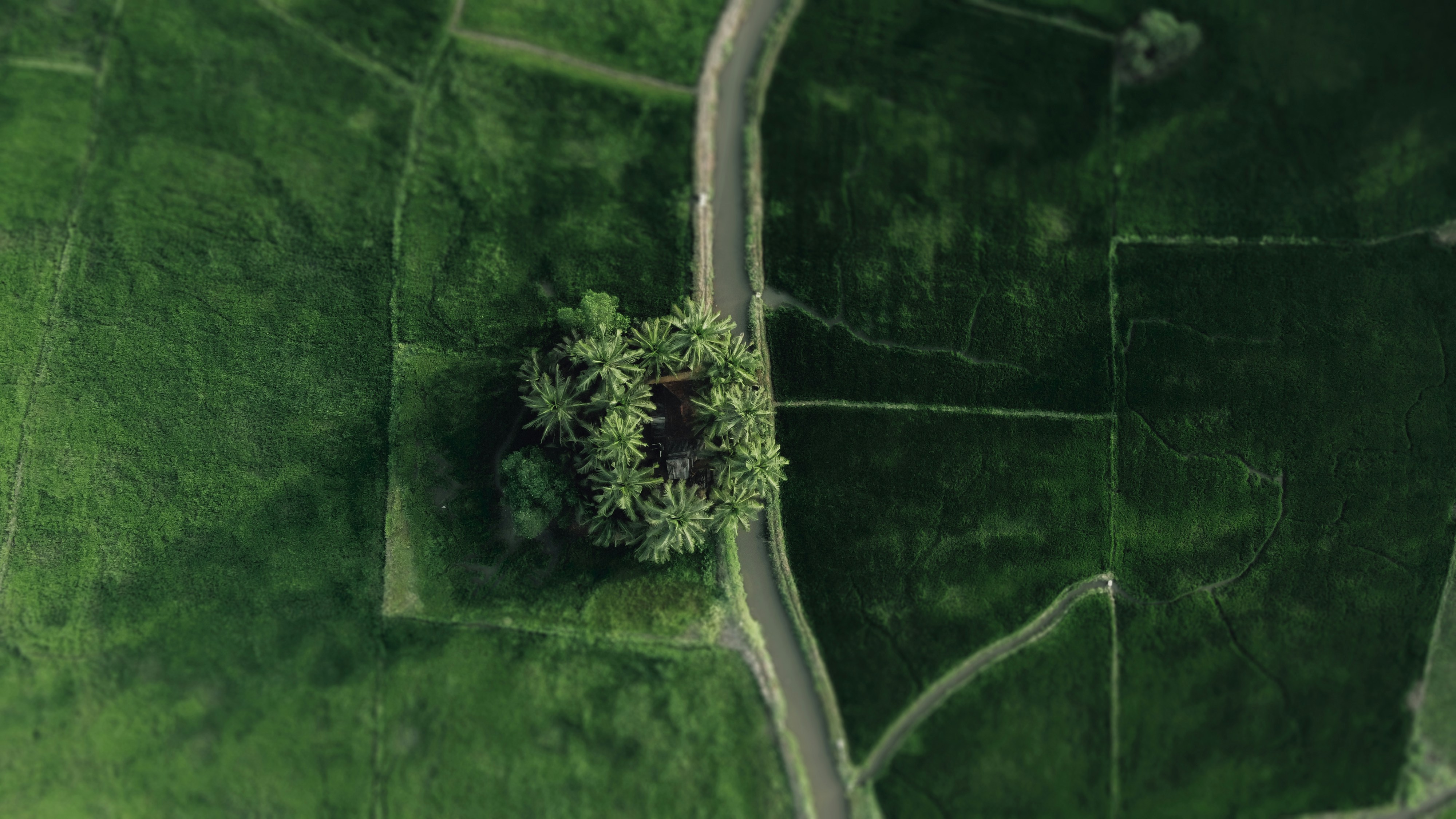 an aerial view of a tree in a field