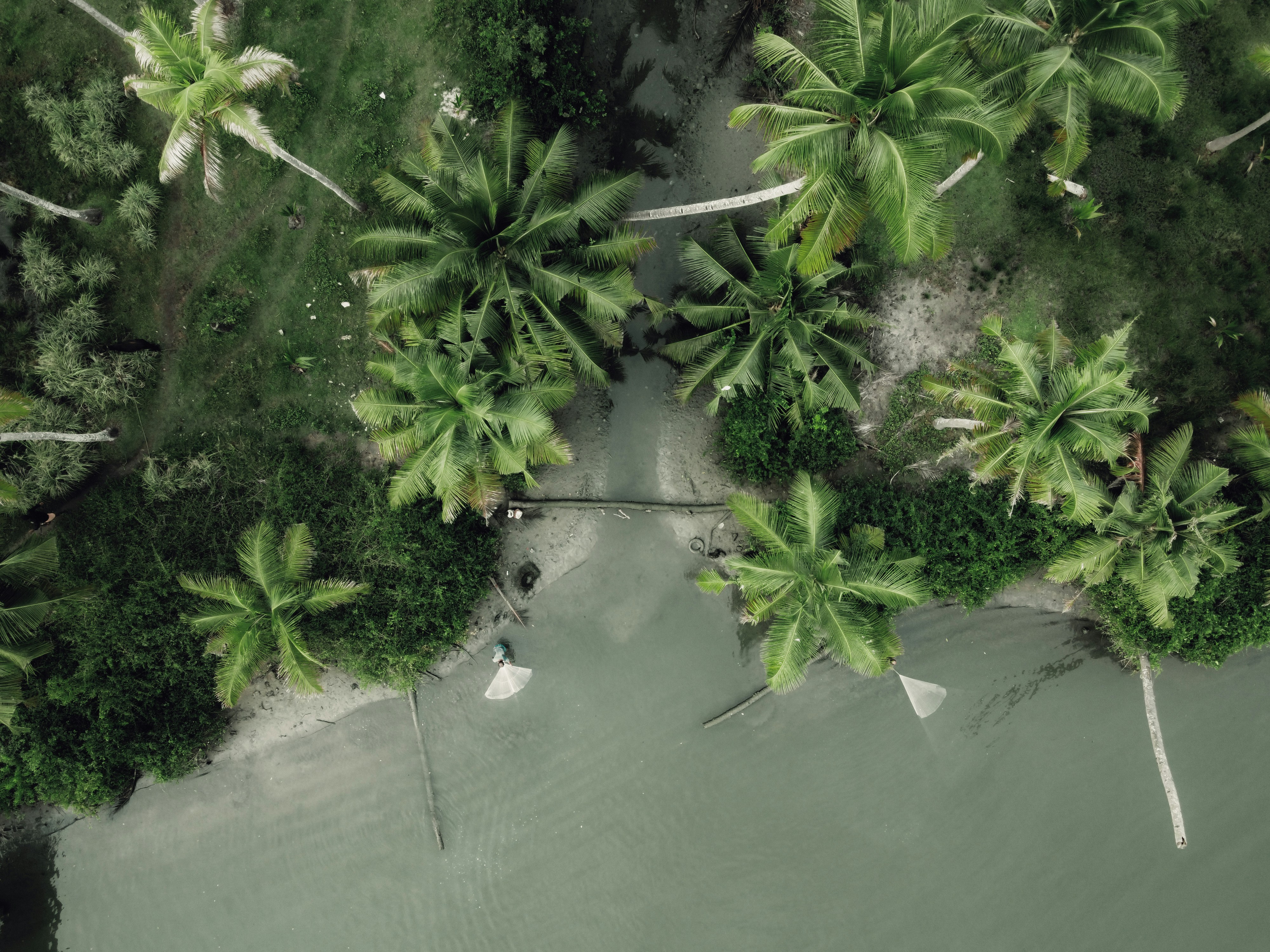 an aerial view of a beach with palm trees