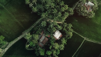 Aerial view of a landscape featuring lush greenery and dense clusters of trees surrounding several small buildings with red-tiled roofs. A narrow dirt path weaves its way through the vegetation, highlighting the contrast between the organized human structures and the organic flow of nature. The expansive green fields dominate the background, creating a serene and natural scene.