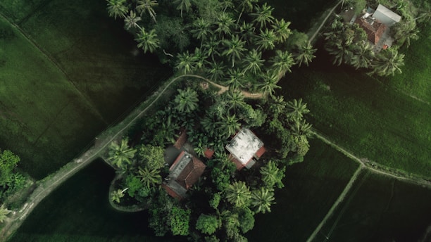 Aerial view of a landscape featuring lush greenery and dense clusters of trees surrounding several small buildings with red-tiled roofs. A narrow dirt path weaves its way through the vegetation, highlighting the contrast between the organized human structures and the organic flow of nature. The expansive green fields dominate the background, creating a serene and natural scene.