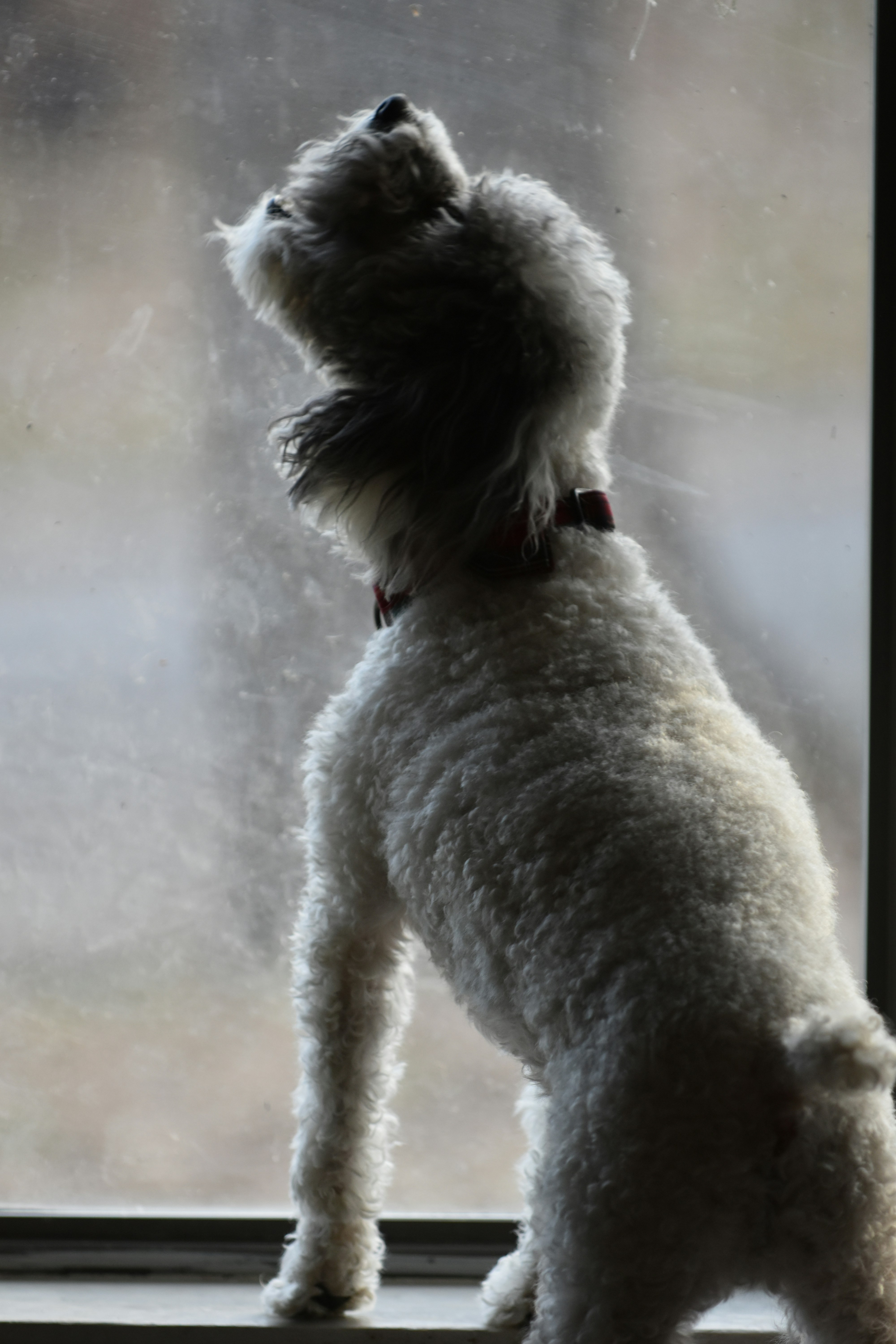 un petit chien blanc debout sur ses pattes arrière regardant par une fenêtre