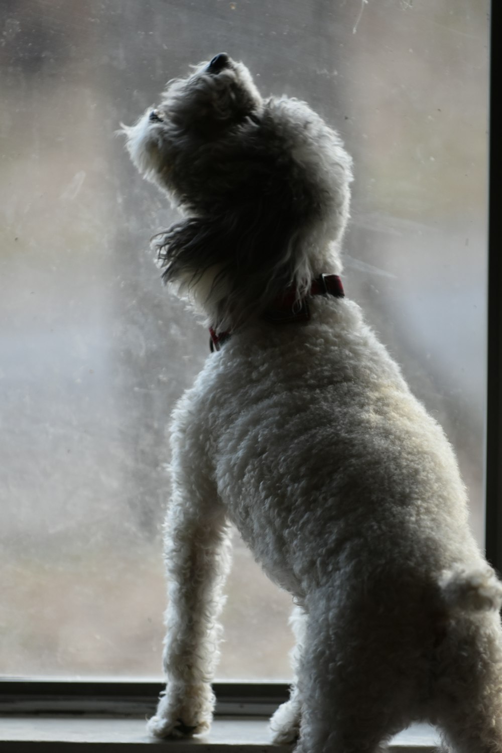 a small white dog standing on its hind legs looking out a window