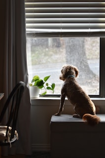 a dog looking out of a window
