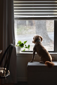 a dog looking out of a window