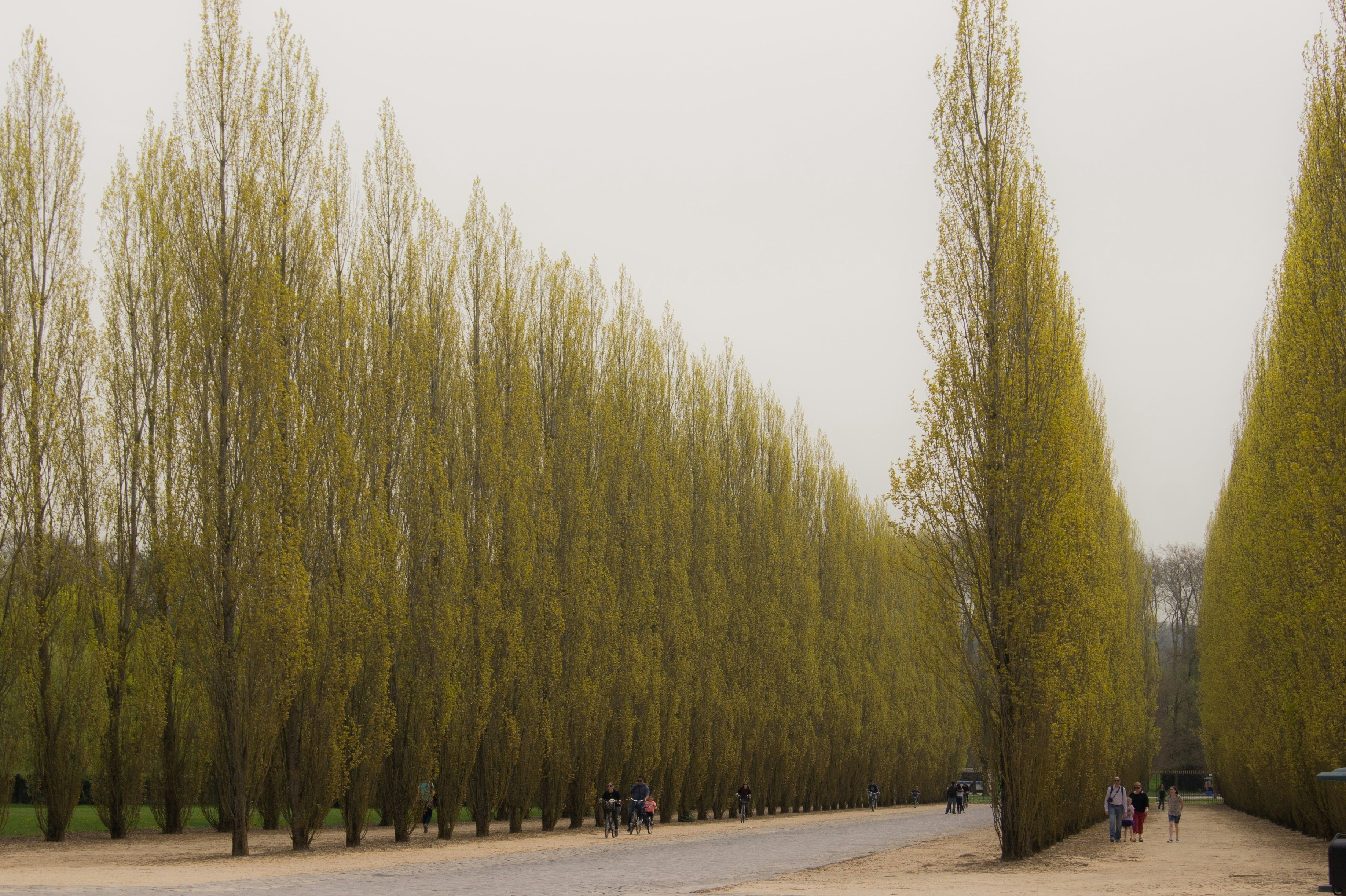 a group of people walking down a street next to tall trees 풍경 사진