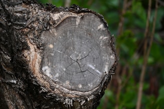 a tree that has been cut down and has been grafted