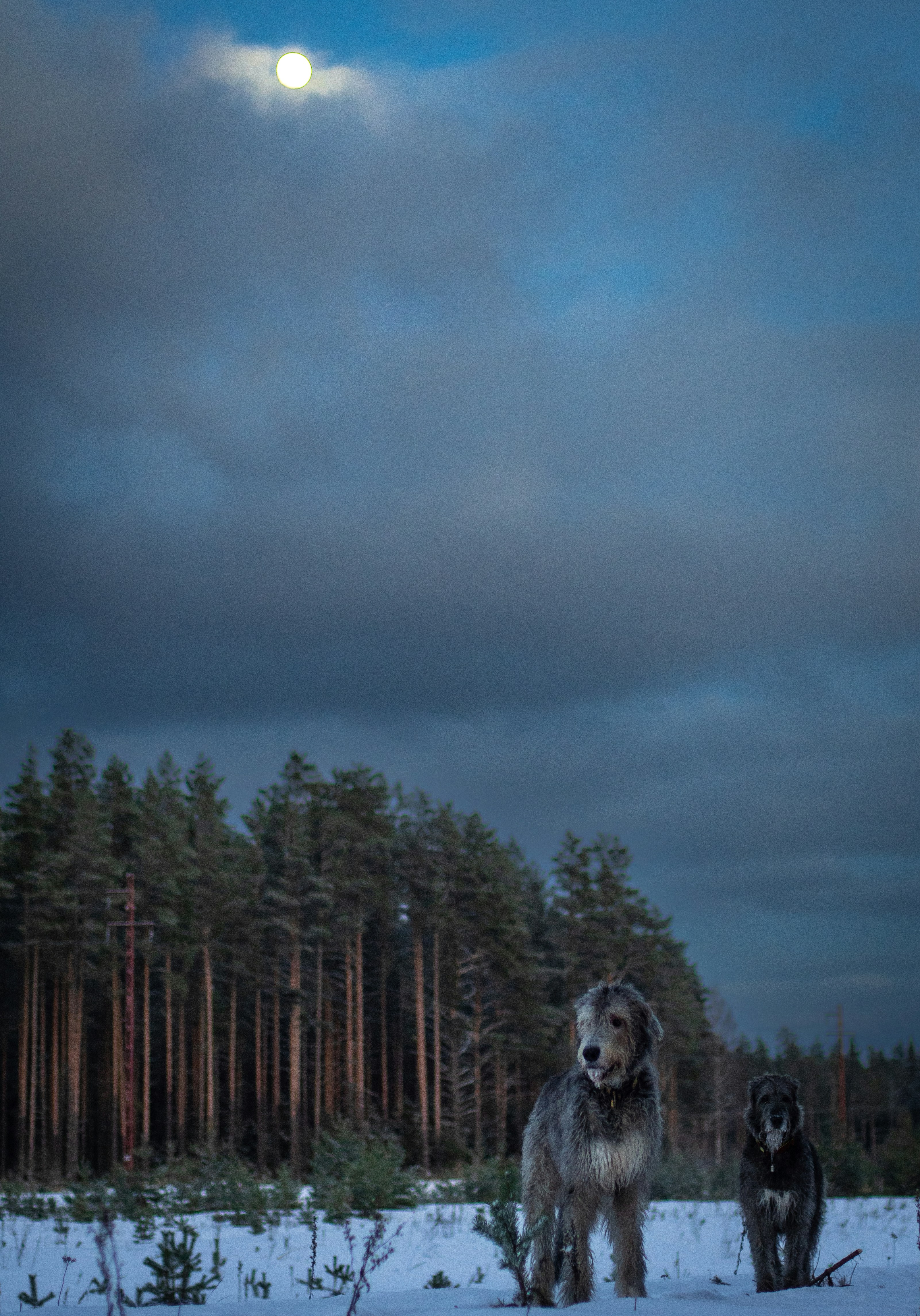 Two dogs in dramatic low-key lighting, deep shadows, atmospheric dark background with minimal highlights
