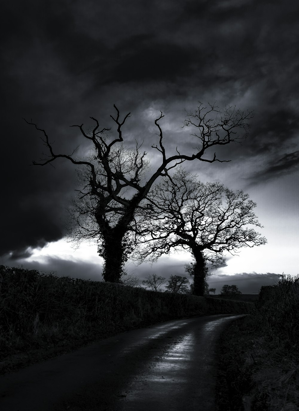 two trees in the middle of a road under a cloudy sky