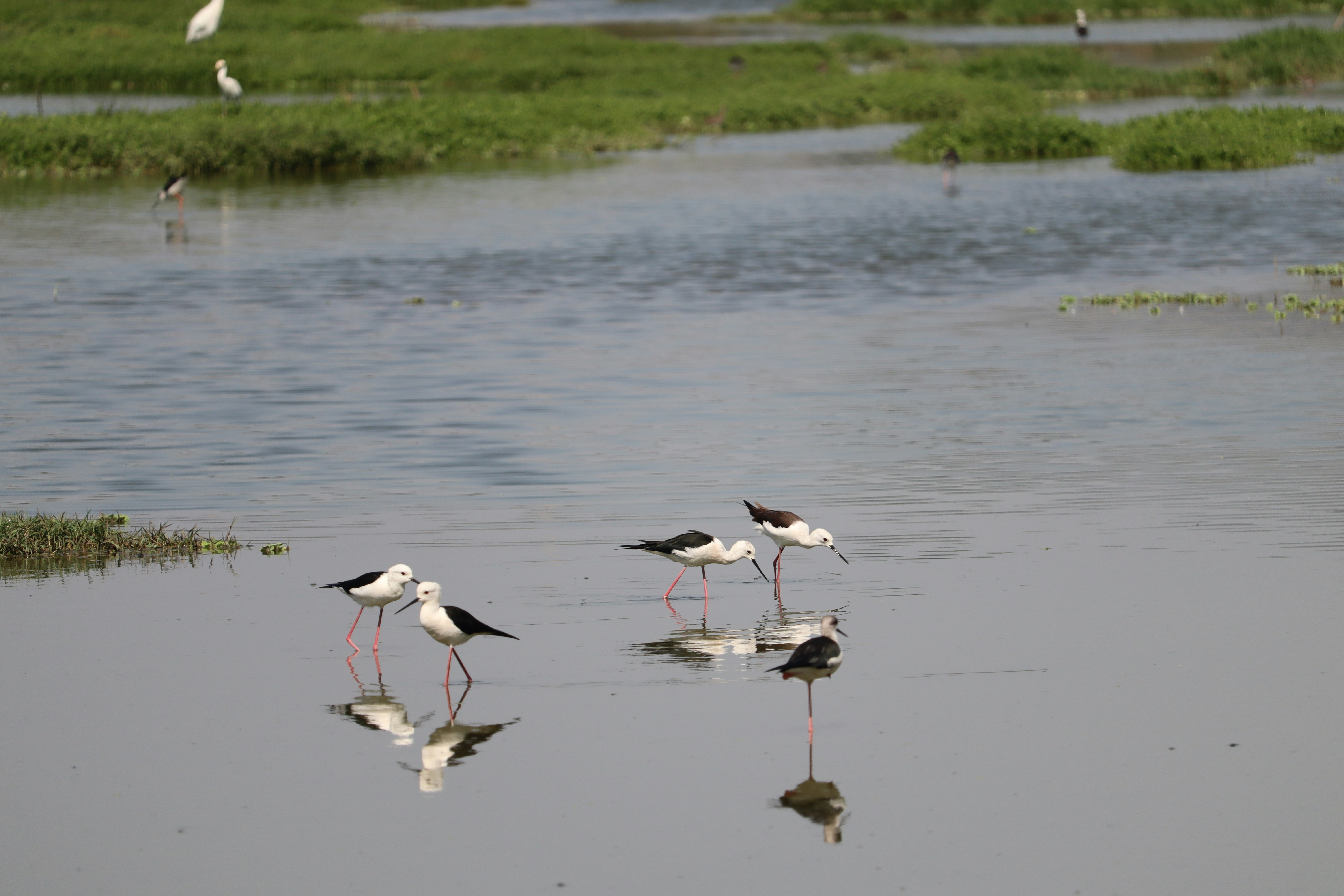 Photo by prathap_karaka