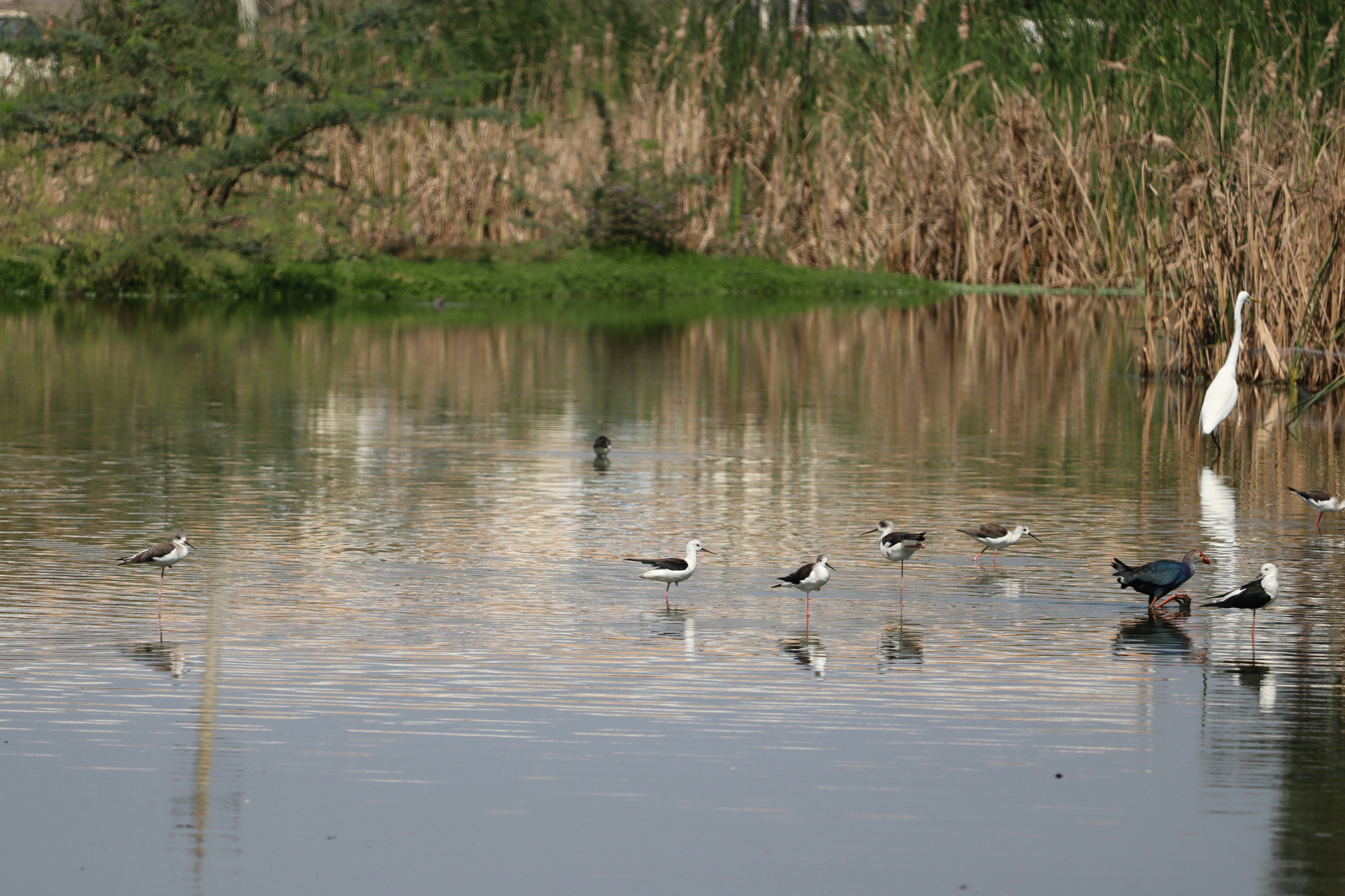 Photo by prathap_karaka