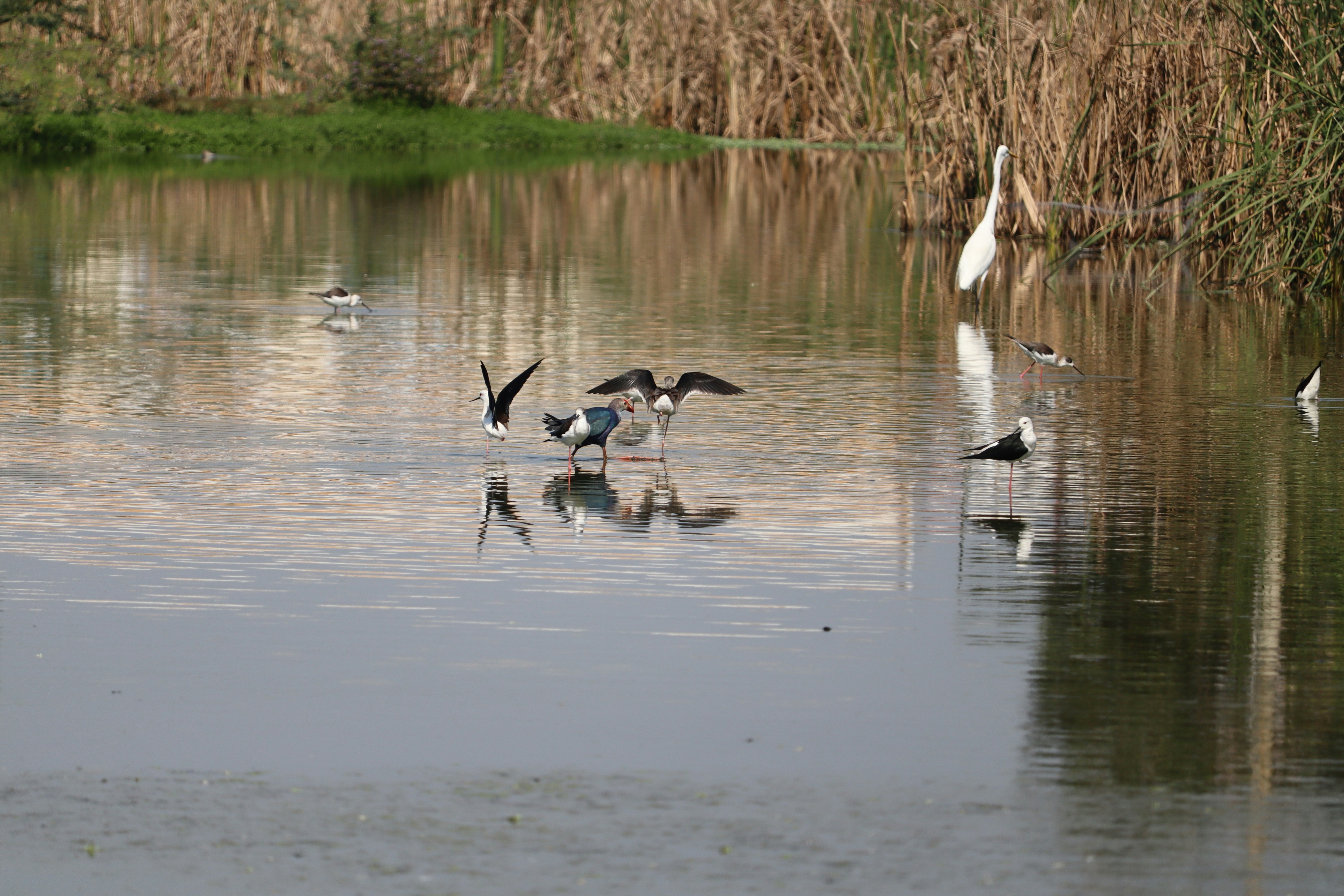 Photo by prathap_karaka