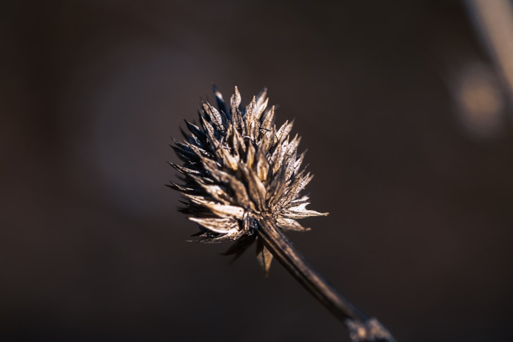 a close up of a plant with a blurry background