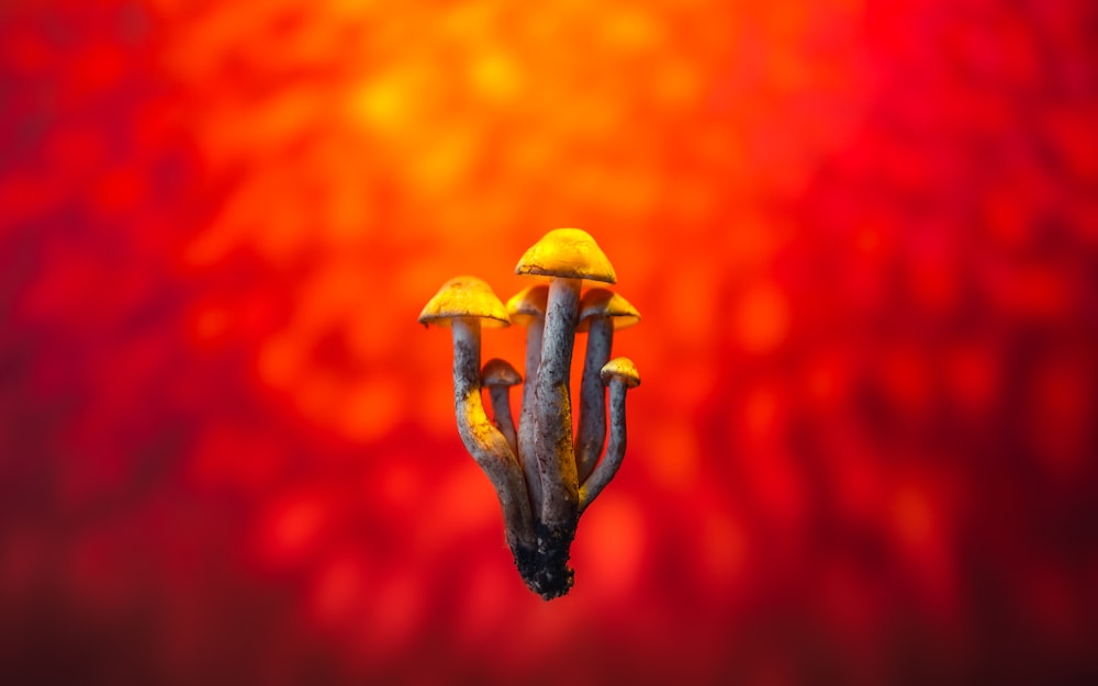 a group of small yellow mushrooms on a red background