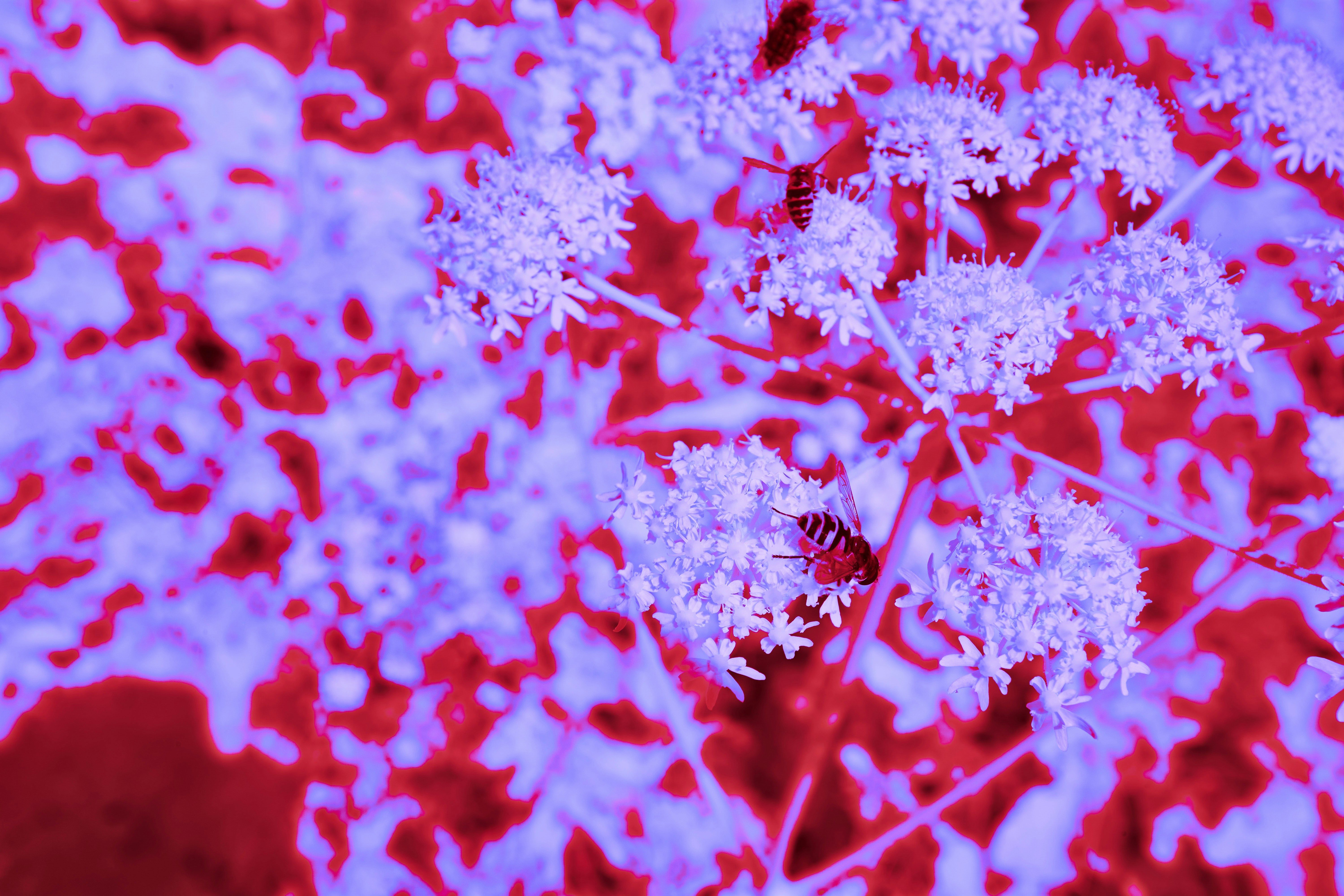 Photo by wolfgang_hasselmann