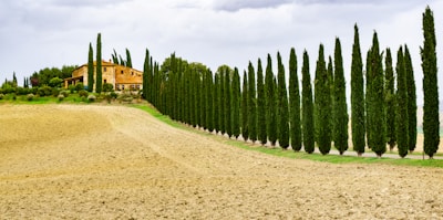 A rustic house sits amidst rolling hills, surrounded by a row of tall, slender cypress trees. The landscape features a mix of green vegetation and dry, plowed earth under an overcast sky.