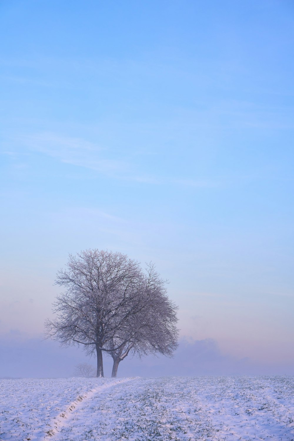 a lone tree stands in the middle of a snowy field