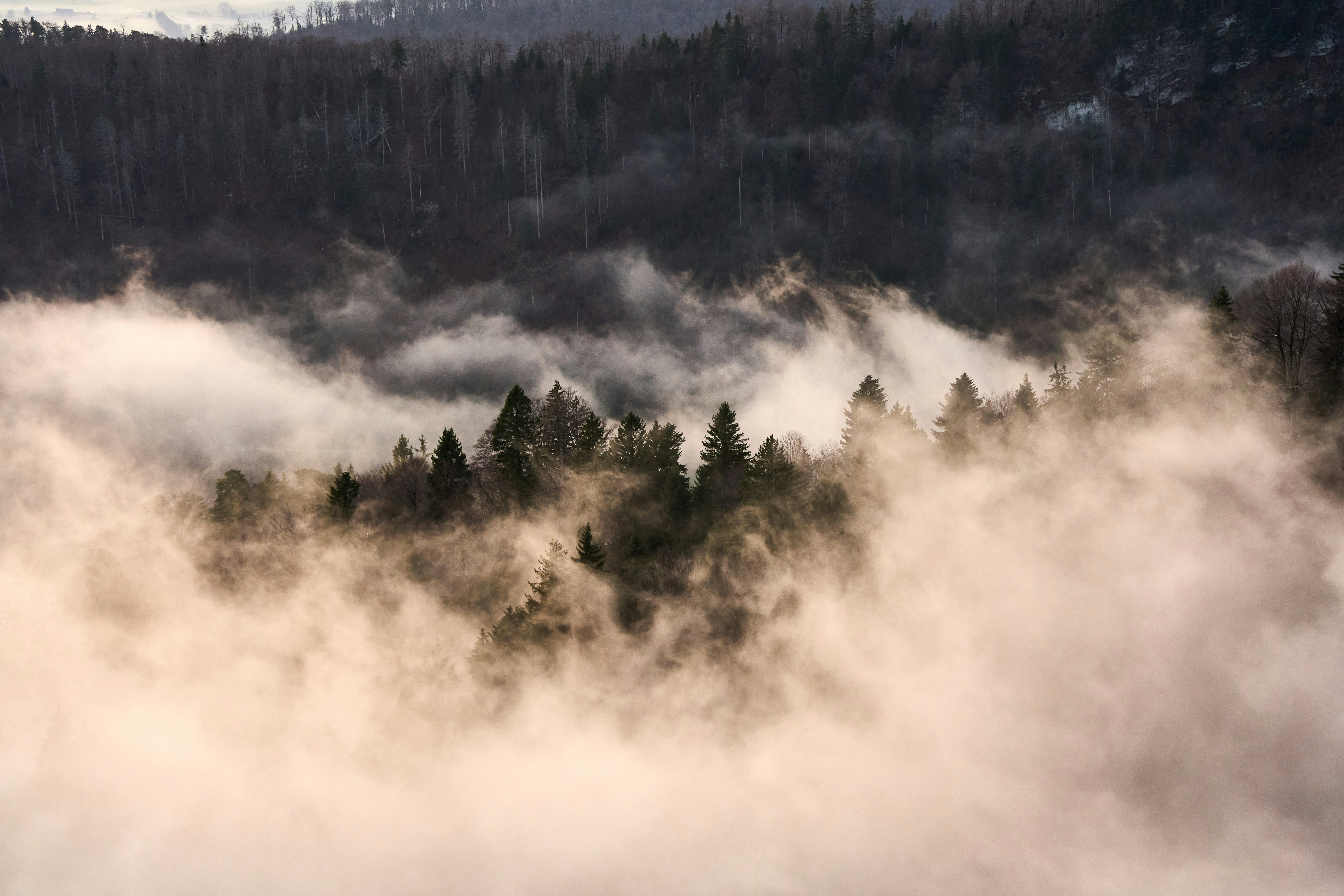 Photo by wolfgang_hasselmann