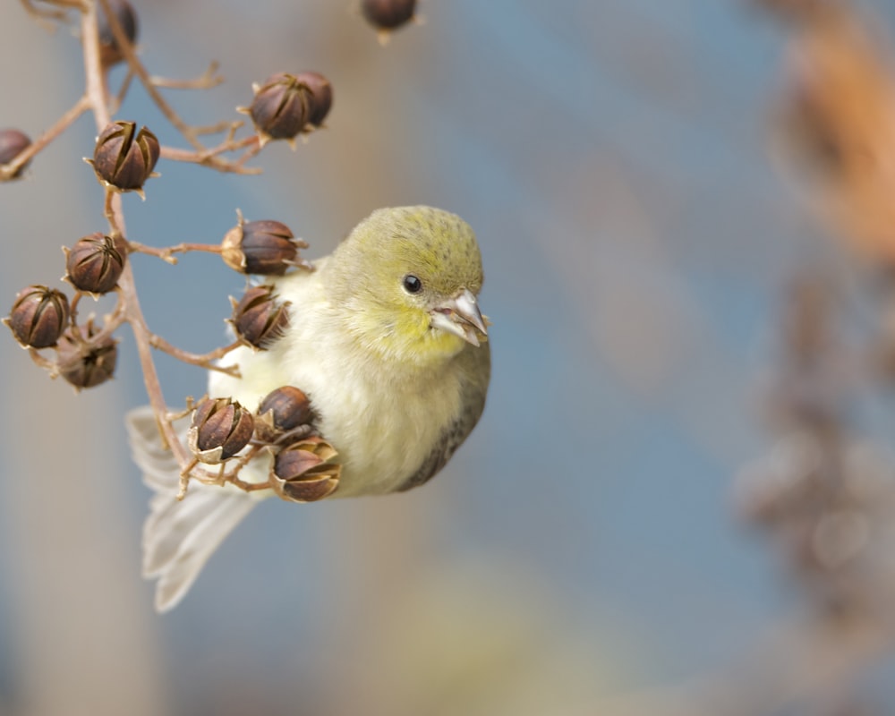 a small yellow bird perched on a branch of a tree