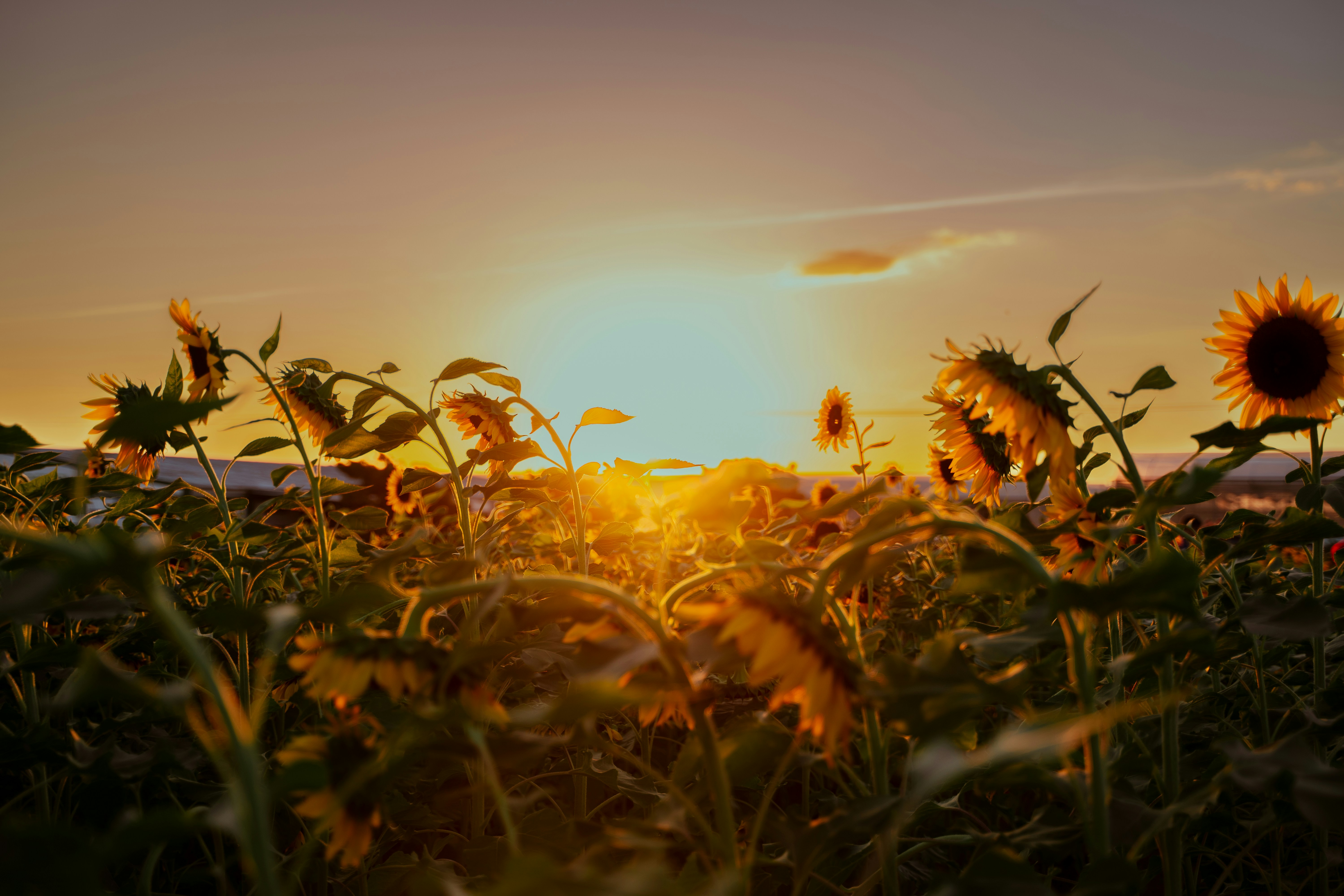 Photo by leonifel_13