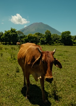 a brown cow standing on top of a lush green field