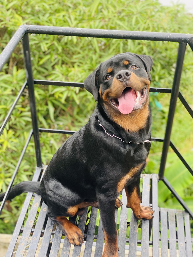 Rottweiler fuerte y saludable alimentado con House Barf en Armenia Quindío
