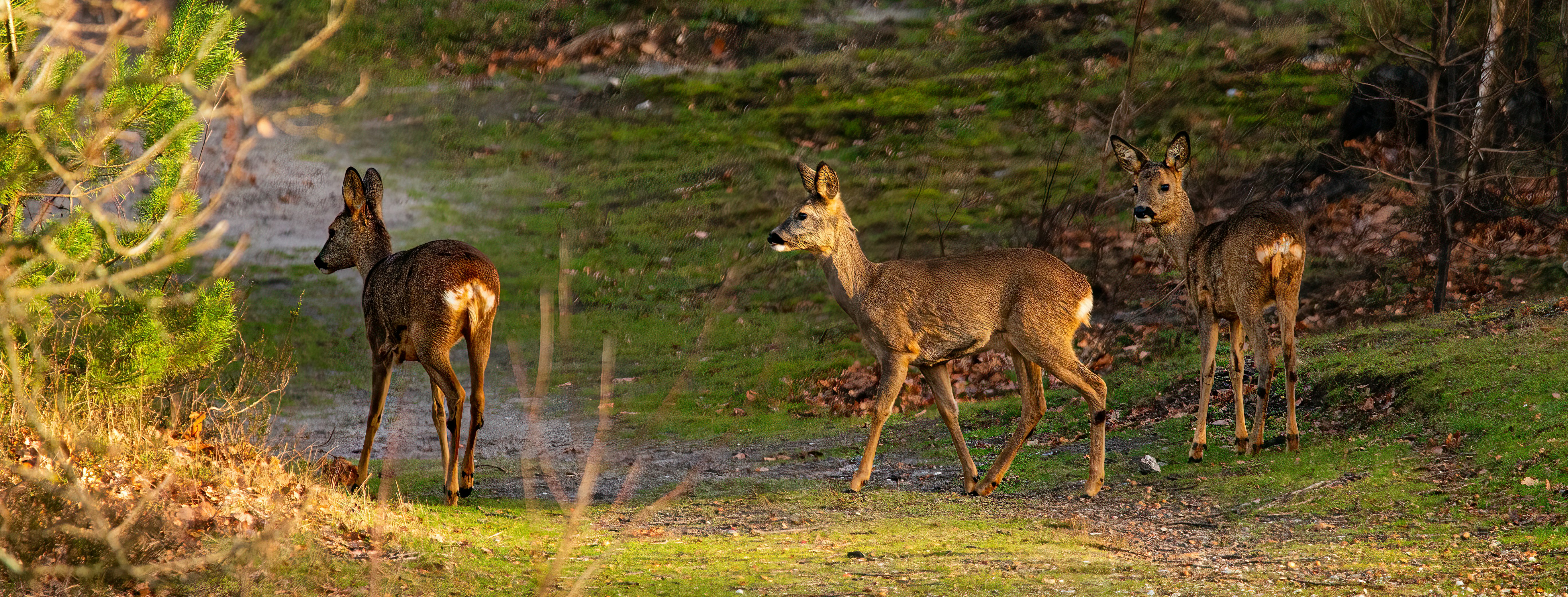 Photo by kennygoossen