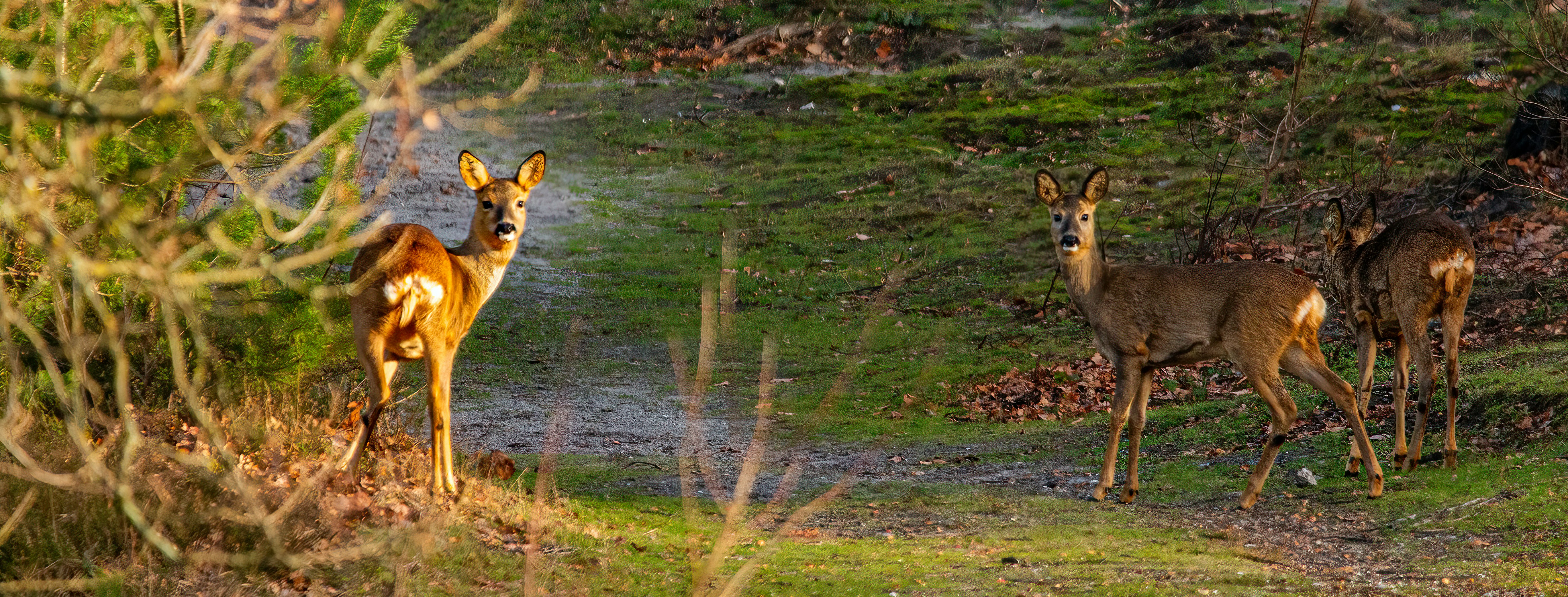 a couple of deer standing on top of a grass covered field
