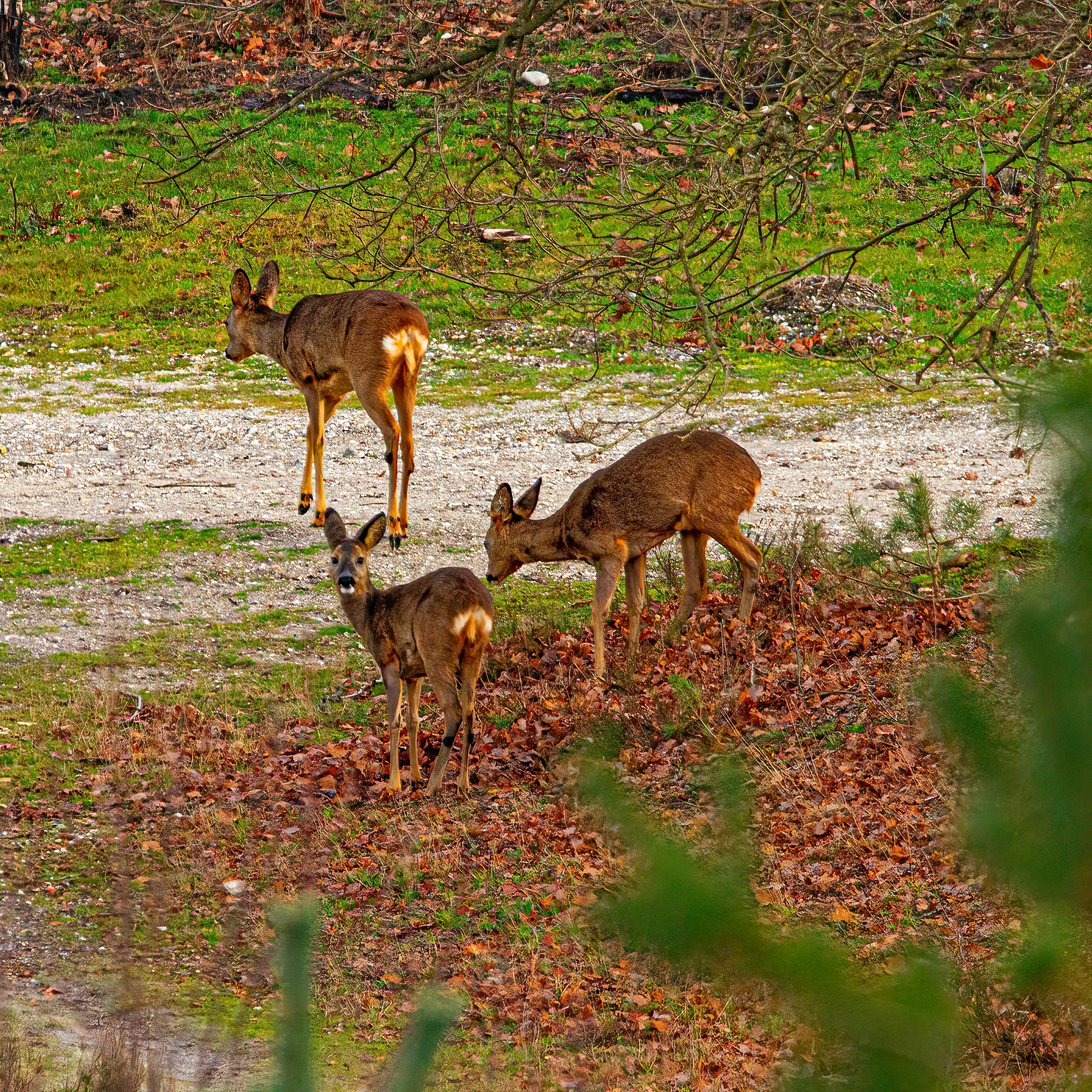 Photo by kennygoossen