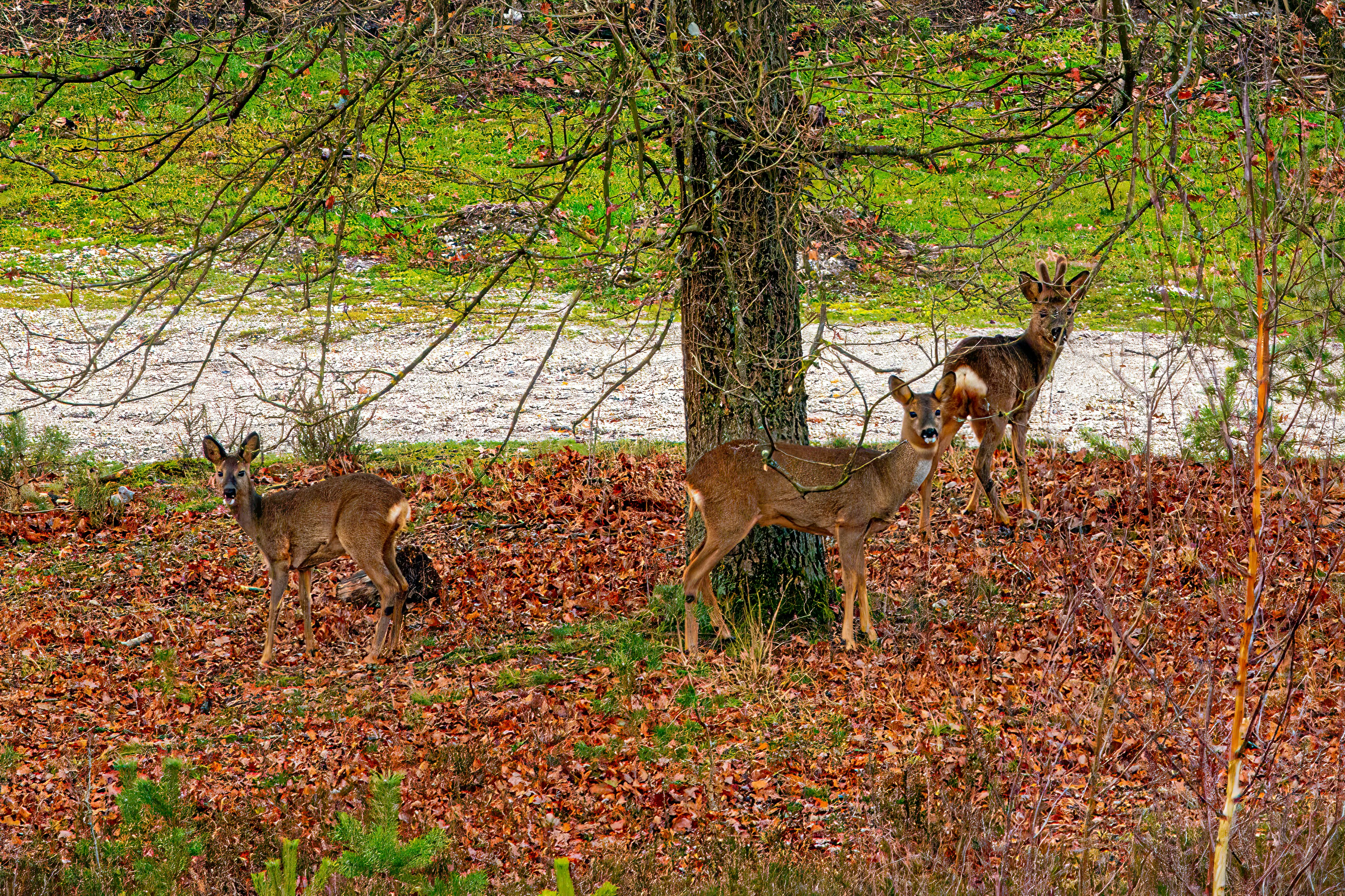 Photo by kennygoossen