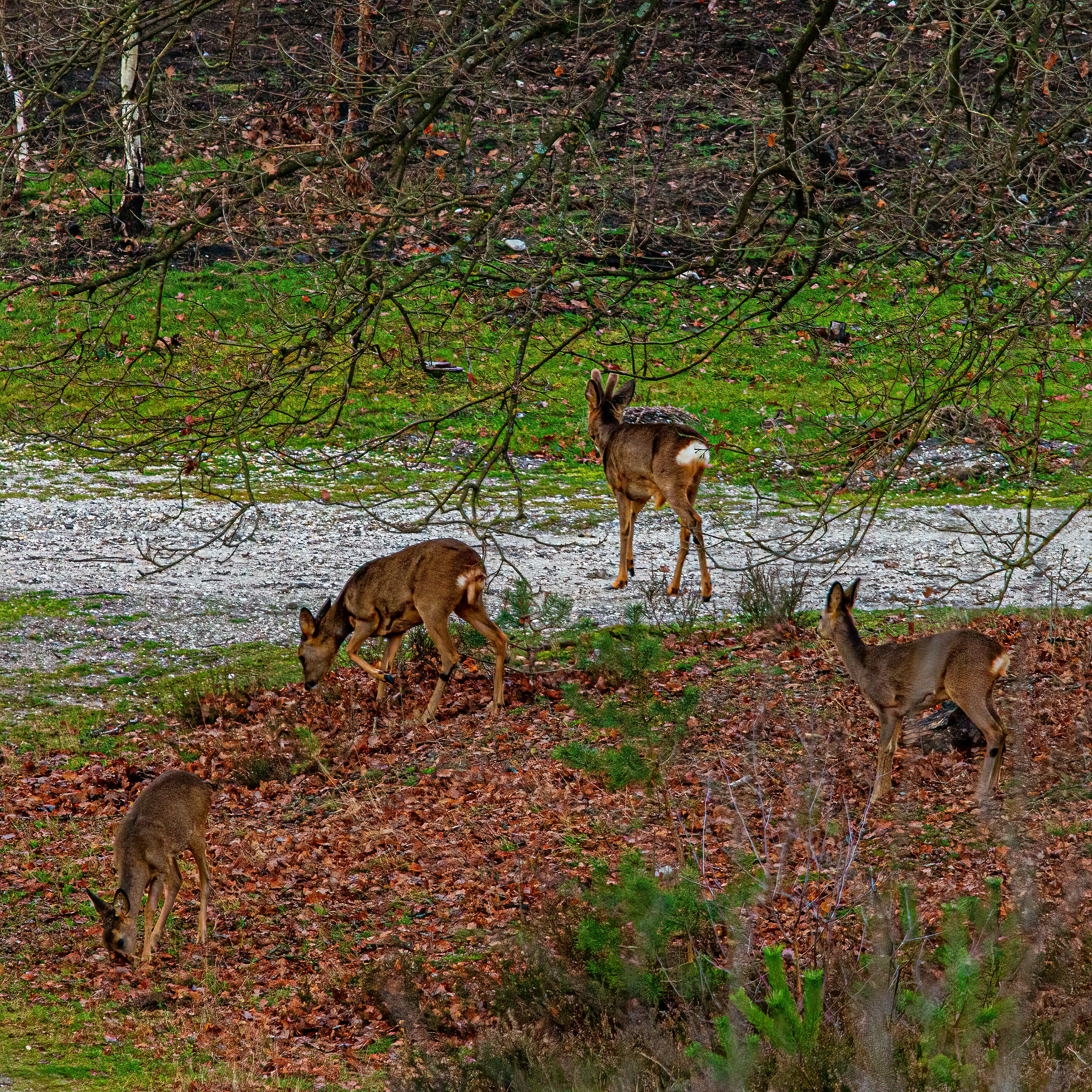 Photo by kennygoossen