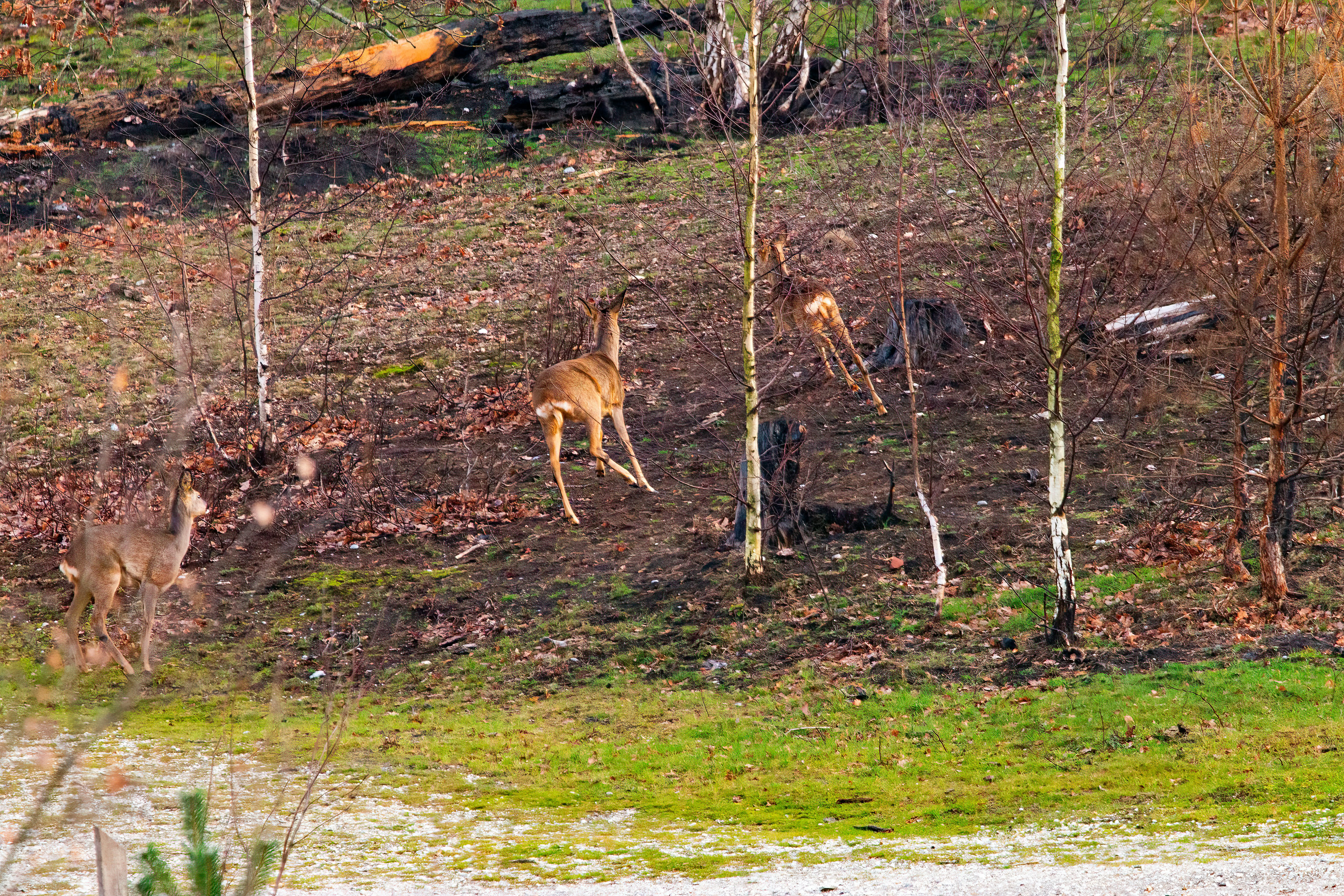 a couple of deer standing on top of a grass covered field