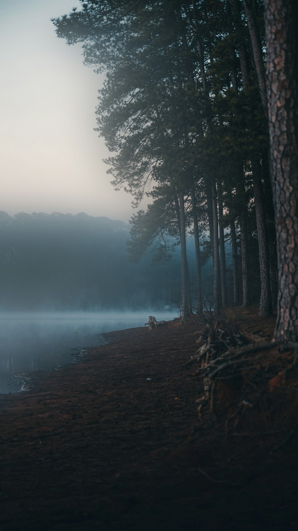 a foggy forest with trees and a body of water
