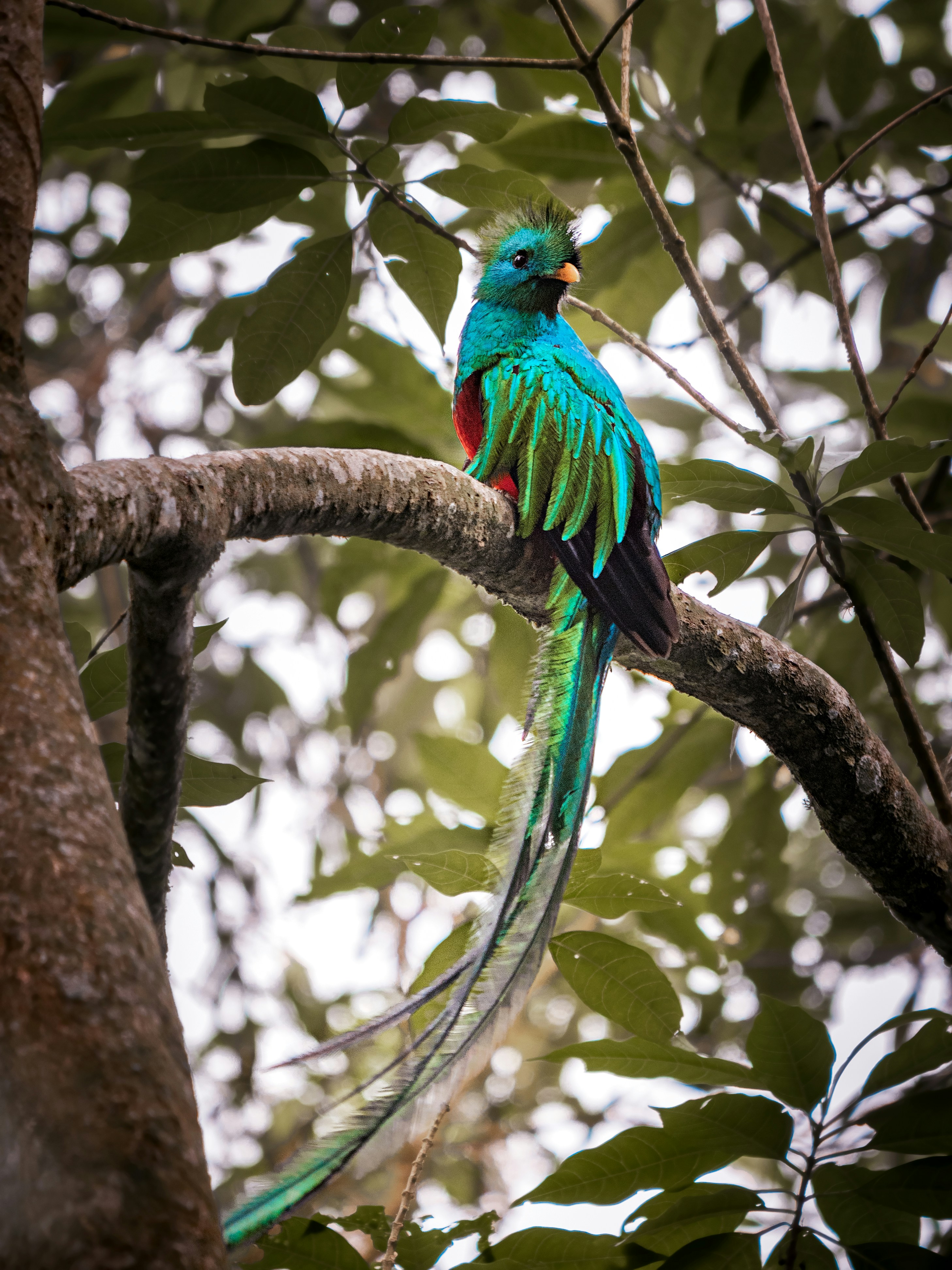 a colorful bird perched on top of a tree branch