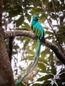 a colorful bird perched on top of a tree branch