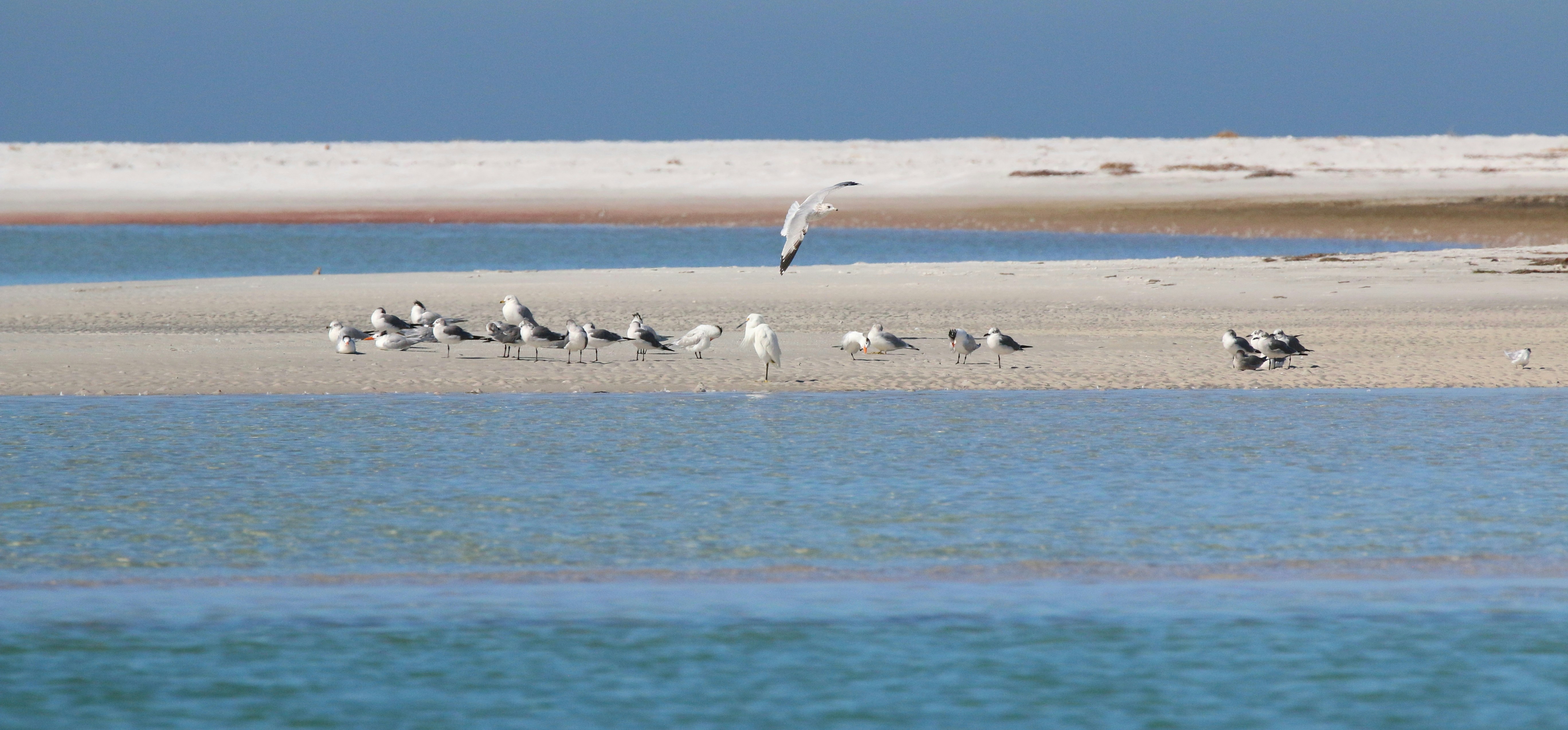 Photo by goldenplover31