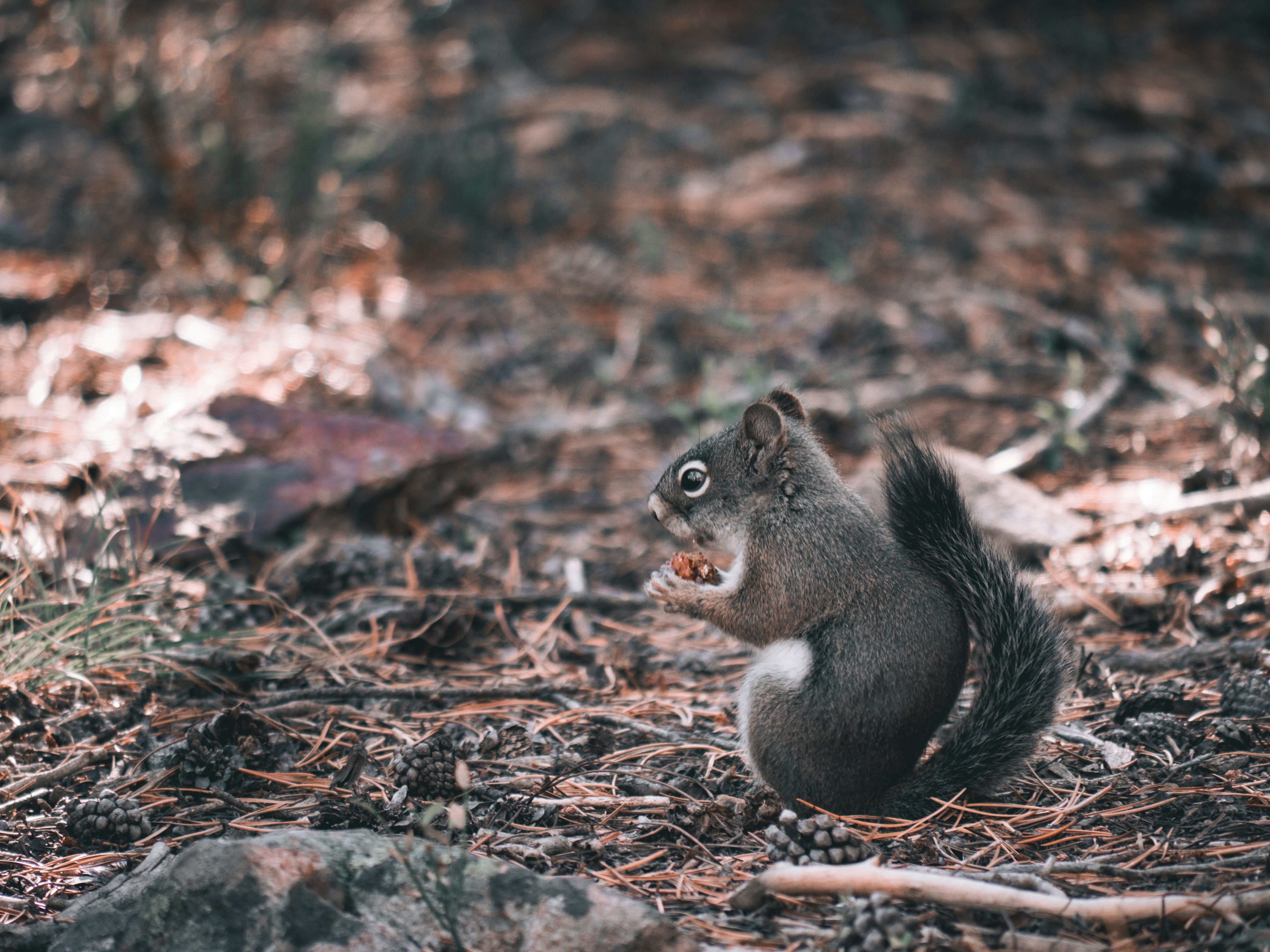 Ein Eichhörnchen sitzt im Wald auf dem Boden