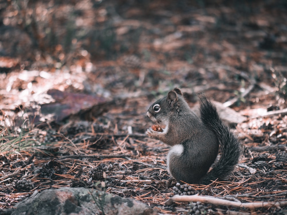 a squirrel is sitting on the ground in the woods