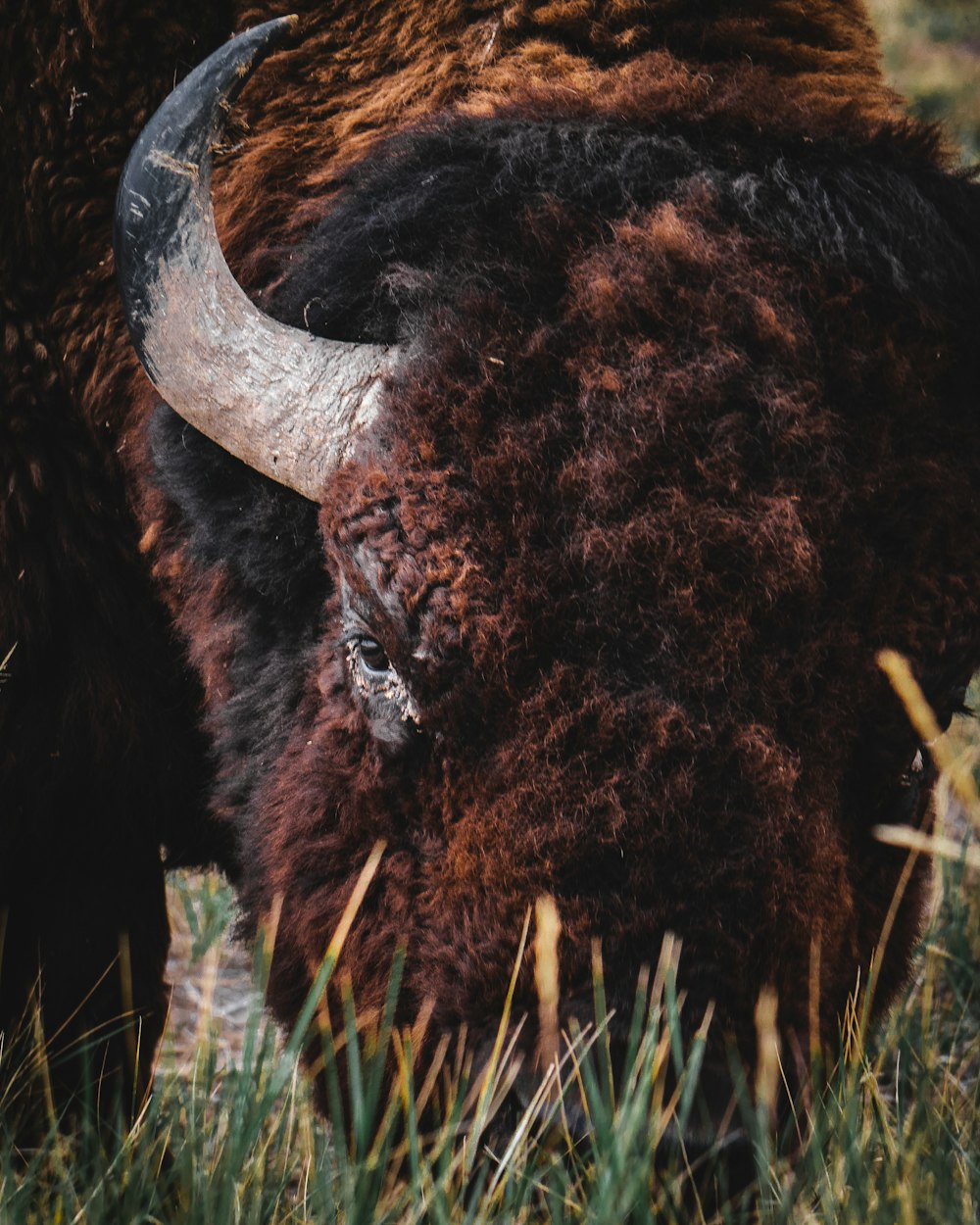 a close up of a bison with long horns