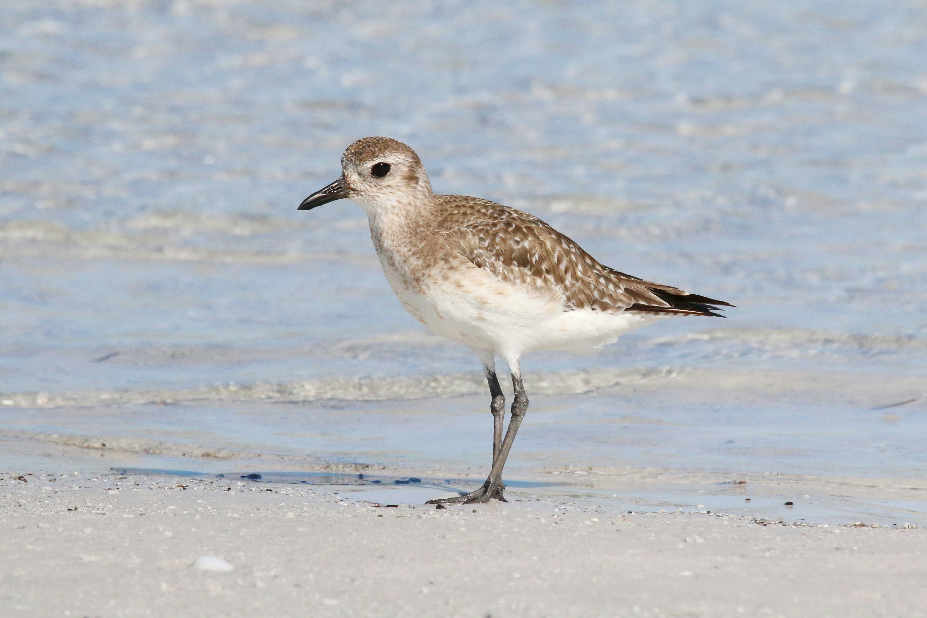 Photo by goldenplover31