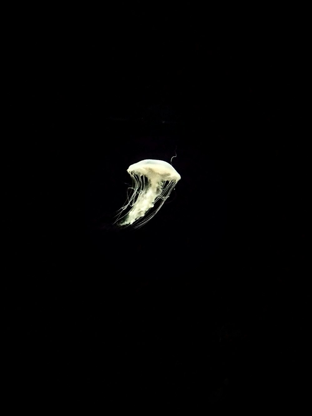 a white jellyfish floating in the dark water