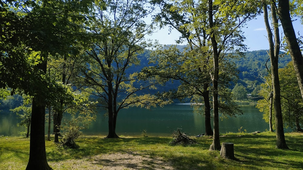 a view of a lake through some trees