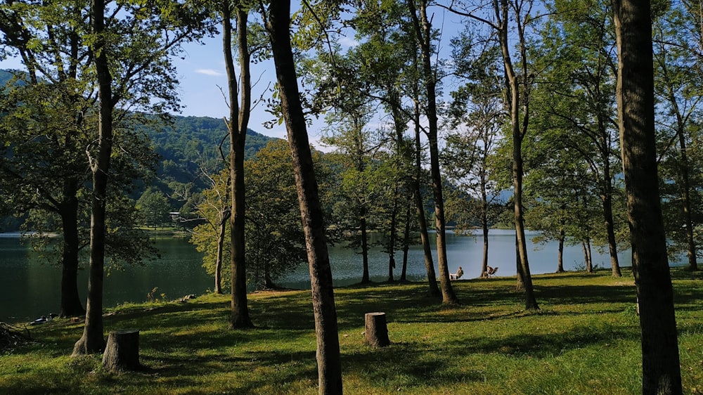 a lake surrounded by trees in a forest