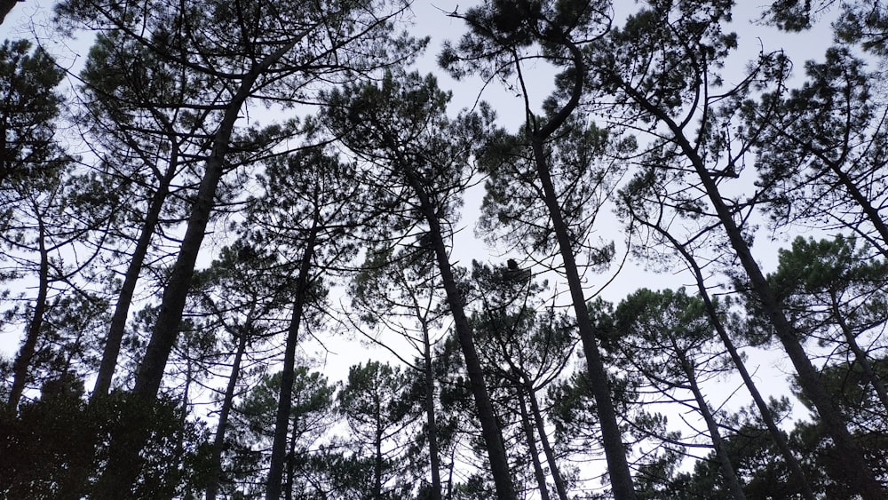 a group of tall pine trees standing next to each other