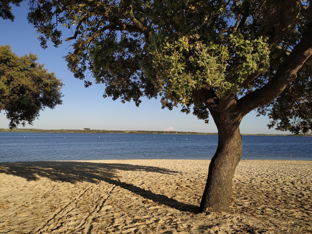 a tree on a beach with a body of water in the background