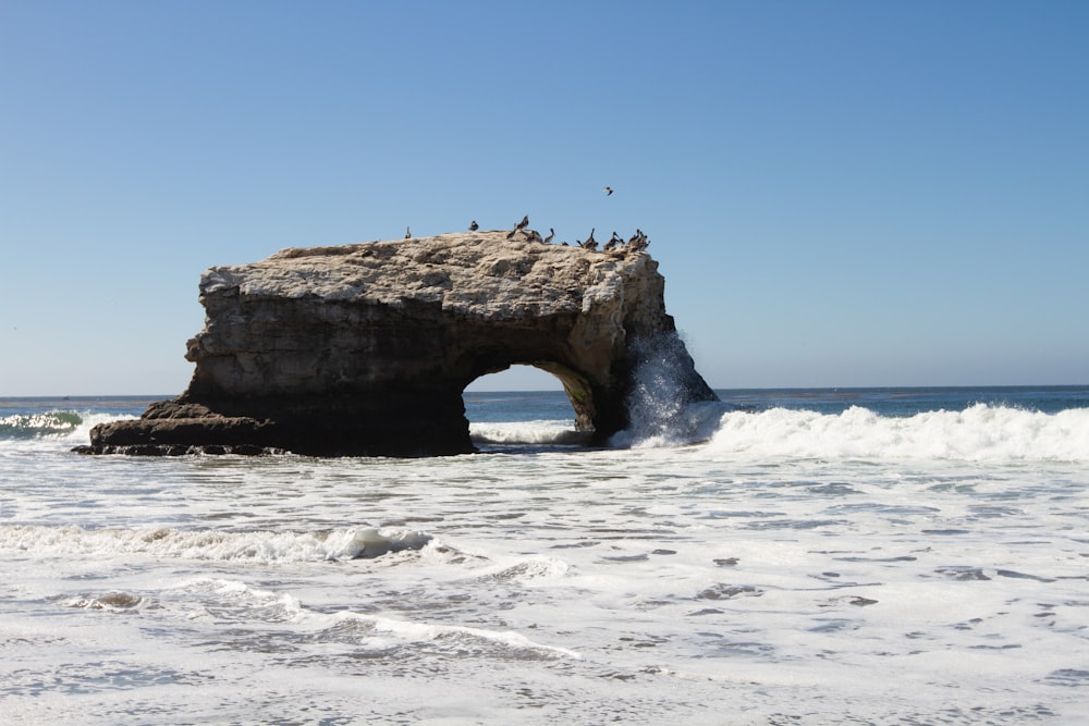 a group of birds sitting on top of a rock in the ocean